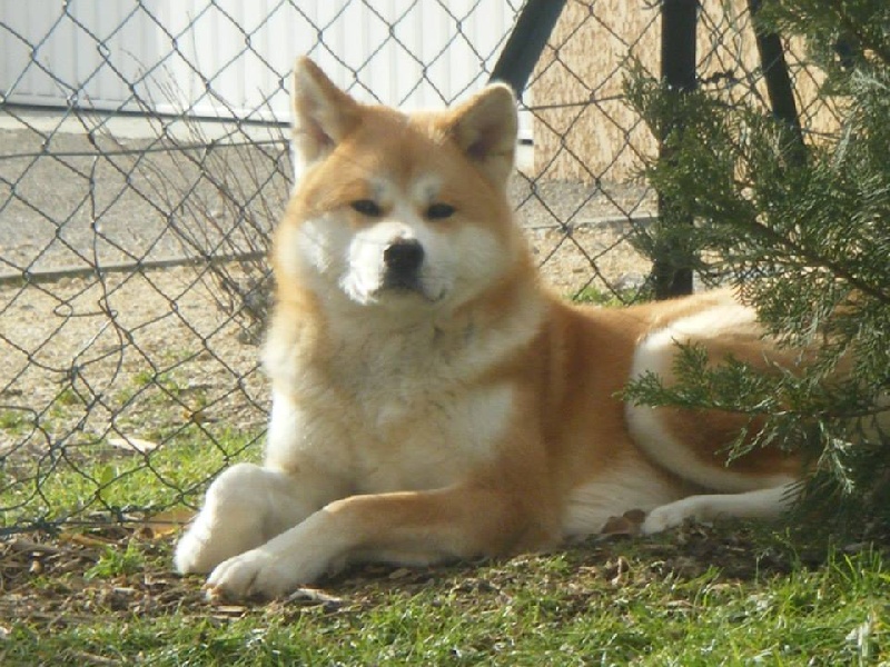Etsuko de katsuhiro kensha