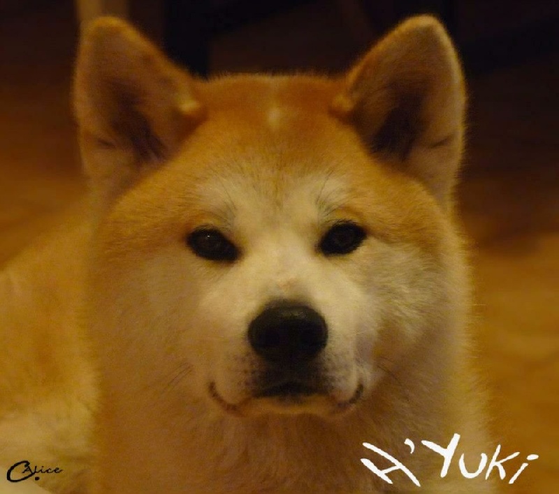 h'yuki (fille d'etsuko X bibai 2012)