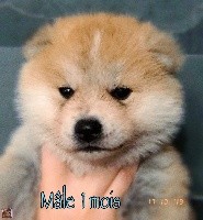 CHIOT