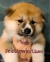 Prisca 